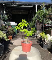 15cm Ligustrum Tree in Plastic Grower Pot
