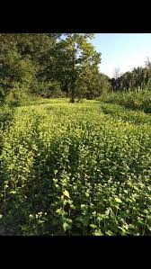 Pin On Killer Food Plots Climatize