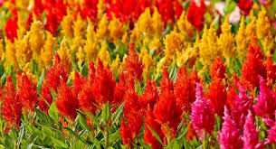 Crista Plumosa Celosia Argentea Sementes De Flores Planta Herbacea Sementes