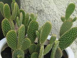 Thus it has the scientific name opuntia microdasys, go figure! Opuntia Microdasys Var Pallida Bunny Ears Cactus World Of Succulents Garden Shrubs Opuntia Microdasys Cactus