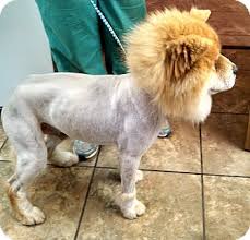 Our store also offers grooming, adoptions and curbside pickup. Marion Nc Chow Chow Meet Mufasa A Pet For Adoption