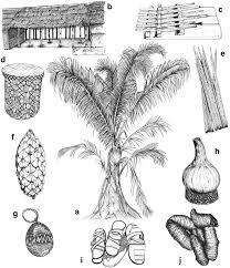 Image result for Raphia ruwenzorica