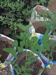 Kandungan polevenoland dan flavonoid yang dimiliki daun sirih dapat menjadi antioksidan, antiseptik serta antiinflamasi. Khasiat Daun Rerama Merah