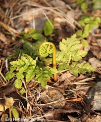 Image result for Botrychium multifidum