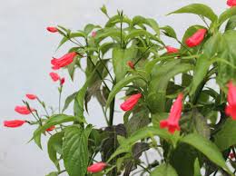 Image result for Ruellia brevifolia