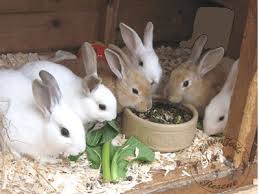 hand rearing of rabbits cottontails rabbit guinea pig