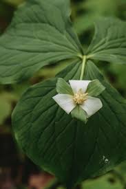 Image result for Trilepisium