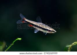 Beckfordi = in honor of british naturalist, f.j.b. Shutterstock Puzzlepix