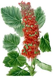 Image result for Melianthaceae