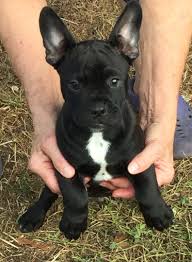 He is originally from hawaii. North Ft Myers Fl French Bulldog Meet Black Bart A Pet For Adoption