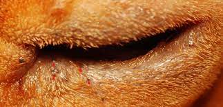 Feline Apocrine Cysts Cystomatosis 12 Cases 2011 2013 Mspca Angell
