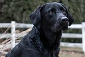Once, someone asked me how long do black labs live. Health Care Labrador Wise