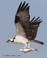 British Birds Of Prey In Flight Pictures Stokes Birding Blog Birds Of Prey Pet Birds Wild Birds