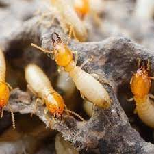 Price termite & pest control. Termite Pest Control In Narrabeen Hornsby North Shore R I P Pest