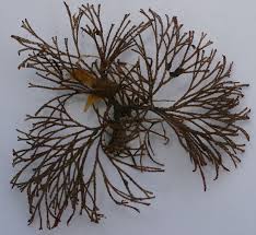 Image result for Behnia reticulata