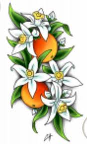 Black And White Orange Blossom Clip Art Pin By Christine Brady On Tattoo Riffic Flower Drawing Blossom Tattoo Orange Blossom
