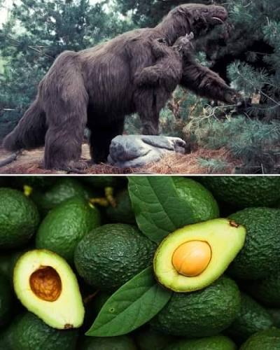 Hace miles de años, el aguacate era consumido por grandes animales prehistóricos como los megaterios (perezosos gigantes), los gomphotheres (parientes de los elefantes) y los mamuts. Estos animales dispersaban las semillas del
