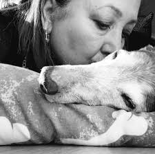 Hi everyone. Just looking for a bit of advice please. My old lady whippet x  Italian greyhound is refusing to eat the renal food that I was advised to  give her. I've