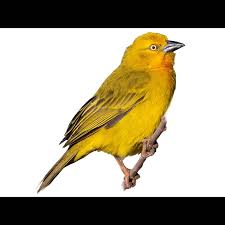 Image result for Orthochilus holubii