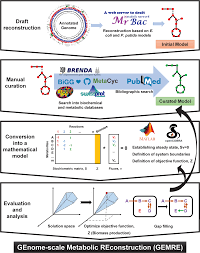 Find the perfect brenda rojas stock photos and editorial news pictures from getty images. Understanding The Metabolism Of The Tetralin Degrader Sphingopyxis Granuli Strain Tfa Through Genome Scale Metabolic Modelling Scientific Reports