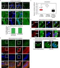 Pixel experience rom with android 10 is now available to download for redmi k20. Small Heat Shock Protein Hspb3 Promotes Myogenesis By Regulating The Lamin B Receptor Cell Death Disease