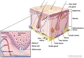 Melanoma Of The Skin Cancer Stat Facts