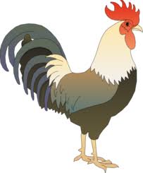 Pimp, male, drake, invite, chicken, weaving, drumstick, billy goat, male wasps. Free Ayam Jantan Vector Illustration Ai Svg Eps