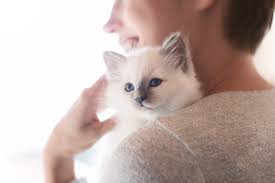 Sie werden das erste mal geimpft auch leukose. 10 Fragen An Den Katzenzuchter Checkliste Fur Den Katzenkauf Zooplus