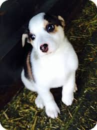 We are dedicated to ending the homeless pet epidemic through adoptions, spay/neuter, and education. Ogden Ut Border Collie Meet Ozzy A Pet For Adoption