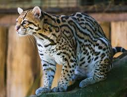 They go well with cinnamon butter, which is what they serve at texas road house. Ocelot Wikipedia