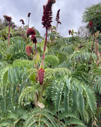 Image result for Melianthus major