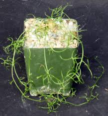 Image result for Bowiea volubilis