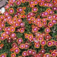 But if it had to perish twice, i think i know enough of hate. Fire Spinner Ice Plant Delosperma Fire Spinnerandreg High Country Gardens