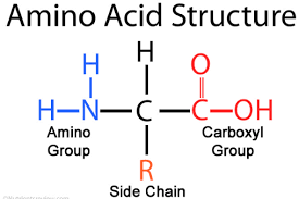 structure of amino acids