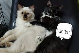 Karena itu, cat lover menyebutnya anabul atau anak bulu, kata juda entah saking sayang atau gemas, ada juga yang menyamakan kucing peliharaan dengan manusia. Doa Mencari Kucing Hilang Ini Adalah Bellarina Natasya