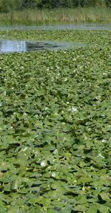Water chestnut at a glance. Water Chestnut Ontario Ca