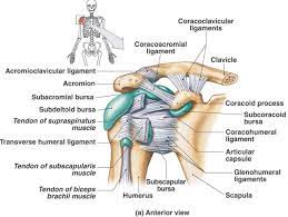 Check how well you've understood! The Ligaments Of The Shoulder Joint Neurokinetic Therapy Facebook