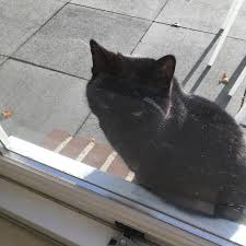 Pin Op I Love Frisian Cats