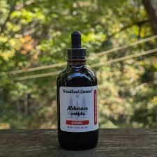 Image result for Alchornea