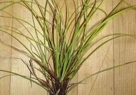 Image result for Carex lycurus