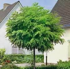 Evergreens make wonderful, quick hedges and privacy screens. 22 Best Small Trees Ideas Small Trees Plants Garden Inspiration