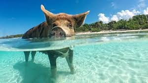 The famous swimming pigs from the bahamas. Reisen Kuscheln Mit Schwimmenden Schweinen Und Zartlichen Haien Auf Den Bahamas