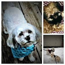 Thank you for your love & support. Tributes Peaceful Pet Passage Mechanicsburg Pa