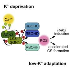 Díaz luy ingeniero mecánico electricista uni 1963 3. A Potassium Sensing Niche In Arabidopsis Roots Orchestrates Signaling And Adaptation Responses To Maintain Nutrient Homeostasis Sciencedirect