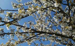 Maybe you would like to learn more about one of these? Best Trees To Plant For Spring Flowers In Northern Va Riverbend Landscapes Tree Service Great Falls Va