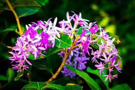 Image result for Petrea volubilis