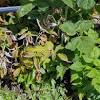 Distinguish between symptoms caused by phytophthora root and crown rot from those caused by bacterial canker in stone fruit orchards. 1