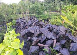 Plantant Wholesale Plants Plants Planting Flowers