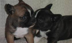 These puppies are excellent with kids and also other pets. Akc French Bulldogs Price 800 00 For Sale In Jacksonville Alabama Best Pets Online