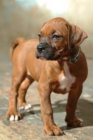 Boxer/Mastiff/Pit Bull - Tawny | Μέση Αμερική Bully Breed Rescue